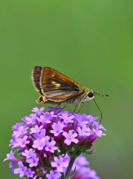 Southern Broken-Dash - female